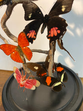 Charger l&#39;image dans la galerie, Globe envolée de papillons d’insectes
