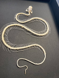 Cadre squelette de serpent