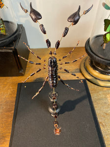 Eclaté de scorpion sous vitrine