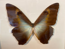 Charger l'image dans la galerie, Cadre papillon
