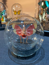Charger l'image dans la galerie, Globe bulle Pyrops
