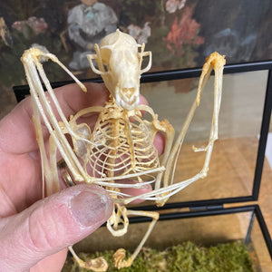 Squelette de chauve-souris dans coffret en verre