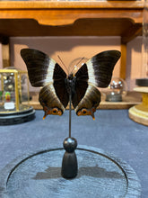 Charger l'image dans la galerie, Papillon Palla violinitens sous globe en verre

