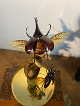 Charger l&#39;image dans la galerie, Duo de xylotrupe Gideon sur main en bois
