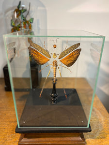 Eclaté de sauterelle sous vitrine
