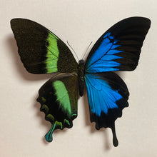 Charger l&#39;image dans la galerie, Cadre « demi papillon »

