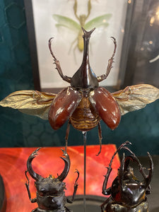 Trio de scarabées