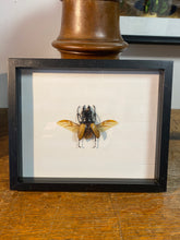 Charger l&#39;image dans la galerie, Cadre scarabée
