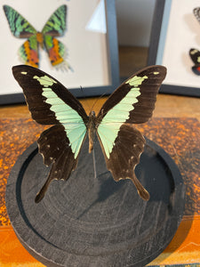Globe papillon