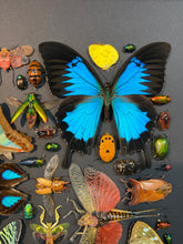 Charger l'image dans la galerie, Cadre aux insectes
