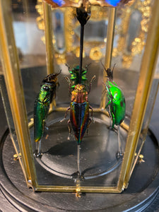 Prisme hexagonal aux d’insectes