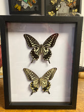 Charger l&#39;image dans la galerie, Cadre duo de papillons
