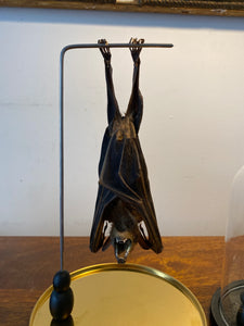 Véritable chauve-souris sous globe en verre grand modèle