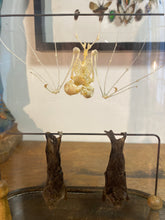 Charger l&#39;image dans la galerie, Chauve-souris en squelette bicéphale et en duo sécher
