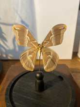 Charger l'image dans la galerie, Globe papillon
