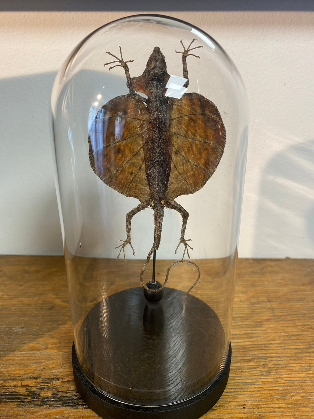 Lézard volant « Draco » sous globe en verre