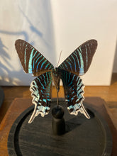 Charger l'image dans la galerie, Globe papillon
