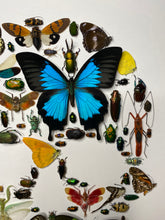 Charger l&#39;image dans la galerie, Cadre tête de mort aux insectes moyen modèle
