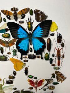 Cadre tête de mort aux insectes moyen modèle