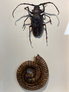 Cadre coléoptère et mille pattes