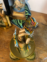 Charger l&#39;image dans la galerie, Papillons urania ripheus sur main en bois
