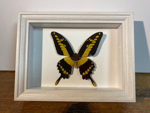 Cadre papillon