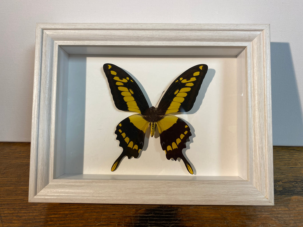 Cadre papillon