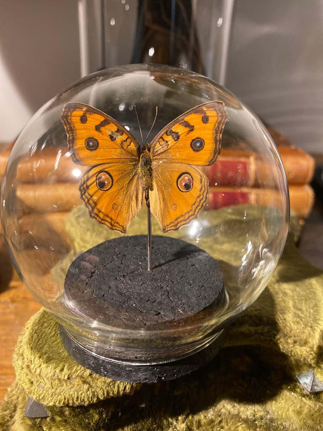 Globe bulle papillon jumonia almana