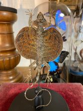 Charger l&#39;image dans la galerie, Lézard volant « Draco » sous globe en verre
