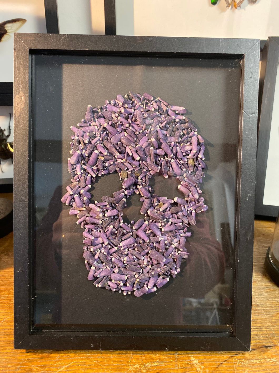 Cadre tête de mort en radiole d’oursin petit modèle