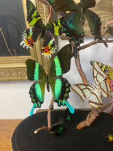 Charger l&#39;image dans la galerie, Envolée de papillons et libellules sous globe Napoleon 3, ENVOI IMPOSSIBLE
