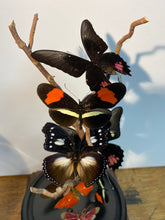 Charger l&#39;image dans la galerie, Globe envolée de papillons d’insectes
