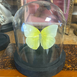Globe papillon