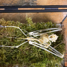 Charger l&#39;image dans la galerie, Squelette de chauve-souris dans coffret en verre
