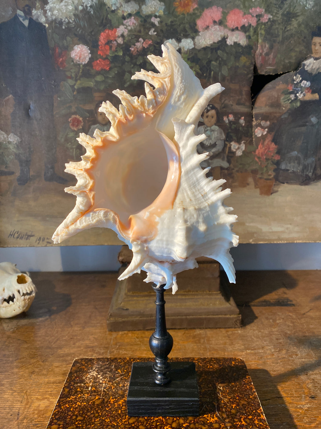 coquillage Murex grand modèle