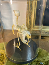 Charger l&#39;image dans la galerie, Squelette d’oiseau sous verre
