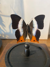 Charger l'image dans la galerie, Globe papillon
