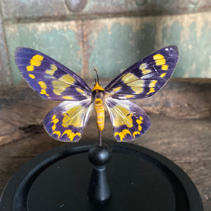 Papillon sous globe en verre