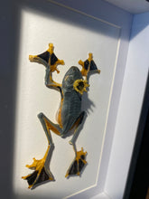 Charger l&#39;image dans la galerie, Cadre véritable grenouille « Prince charmant! » rhacophorus reinwardtii
