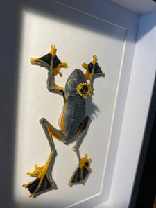 Cadre véritable grenouille « Prince charmant! » rhacophorus reinwardtii