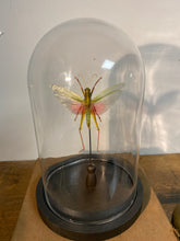 Charger l&#39;image dans la galerie, Sauterelle chrondracris rosea sous globe en verre
