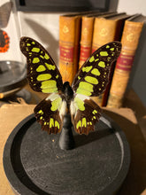 Charger l&#39;image dans la galerie, Globe papillon graphium tyndareus
