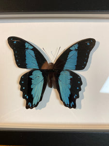 Cadre papillon papilio bromius