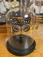 Charger l'image dans la galerie, Papillon sous globe en verre
