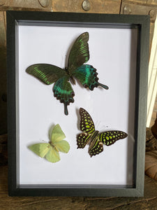 Cadre trio de papillons