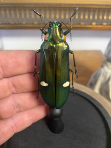 Globe en verre avec megaloxantha bicolor othanii
