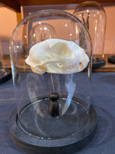 Charger l'image dans la galerie, Veritable crâne de chat sous globe
