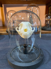Charger l'image dans la galerie, Veritable crâne de chat sous globe
