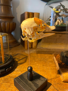 Crâne de canard