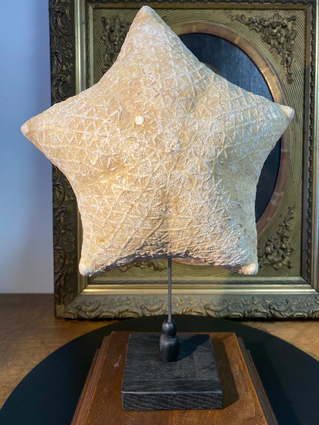 Étoile de mer coussin culcita